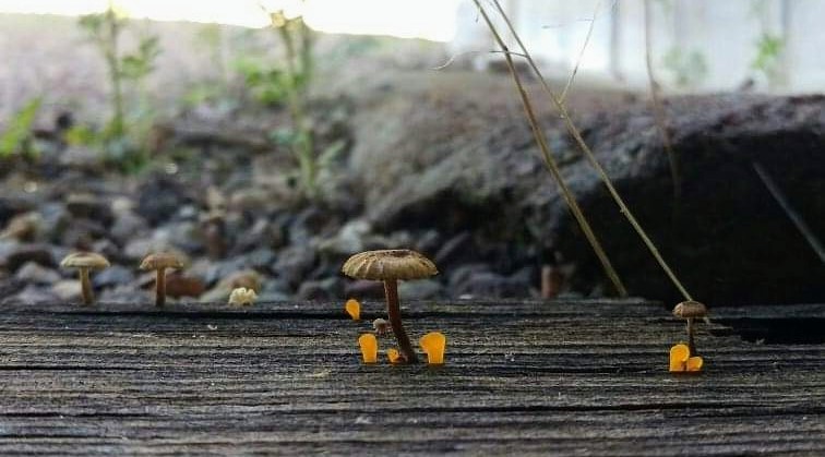 Sustainability Environment (photo 15)